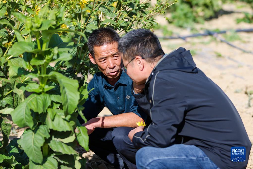 菠菜导航总站